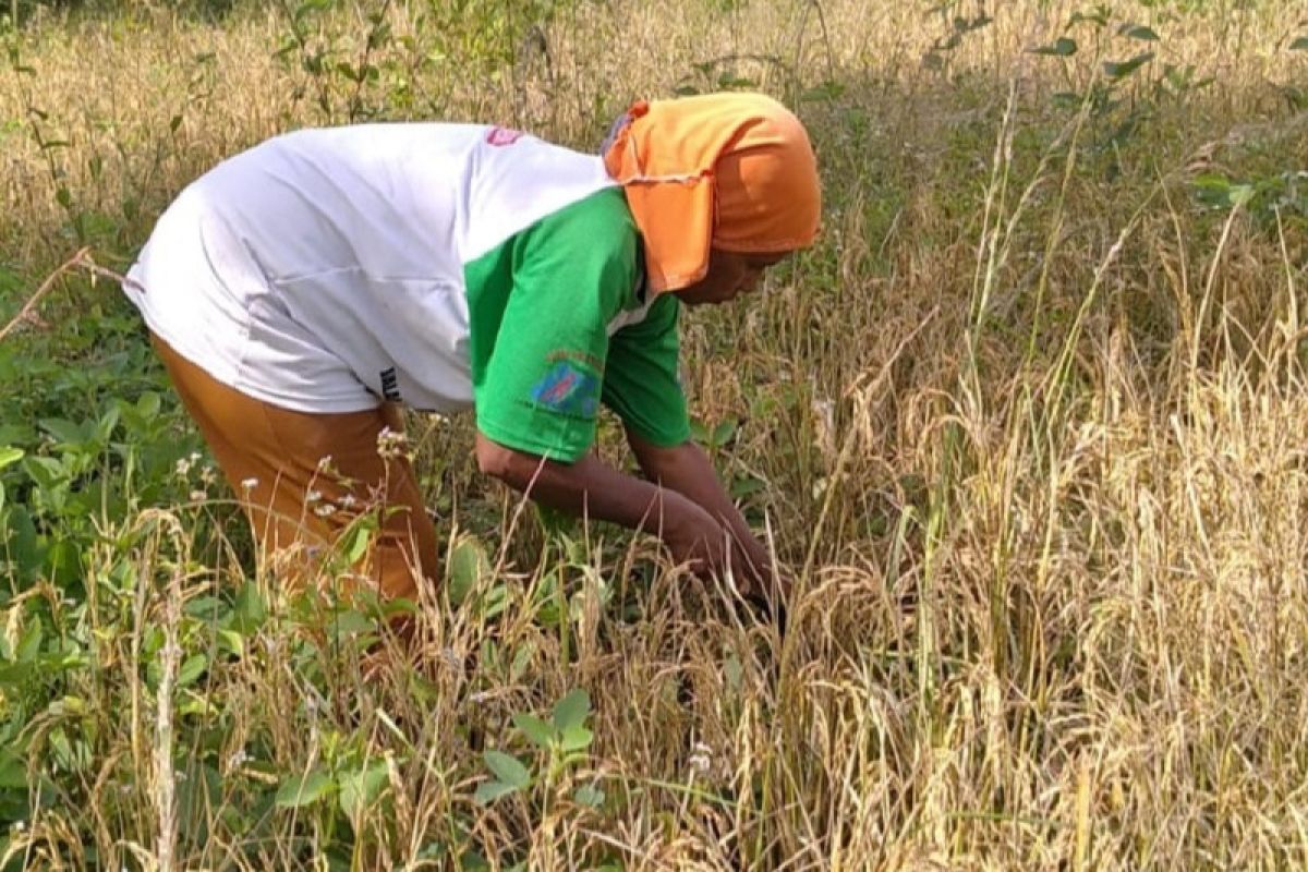 Nagekeo ambil langkah strategis antisipasi dampak El Nino