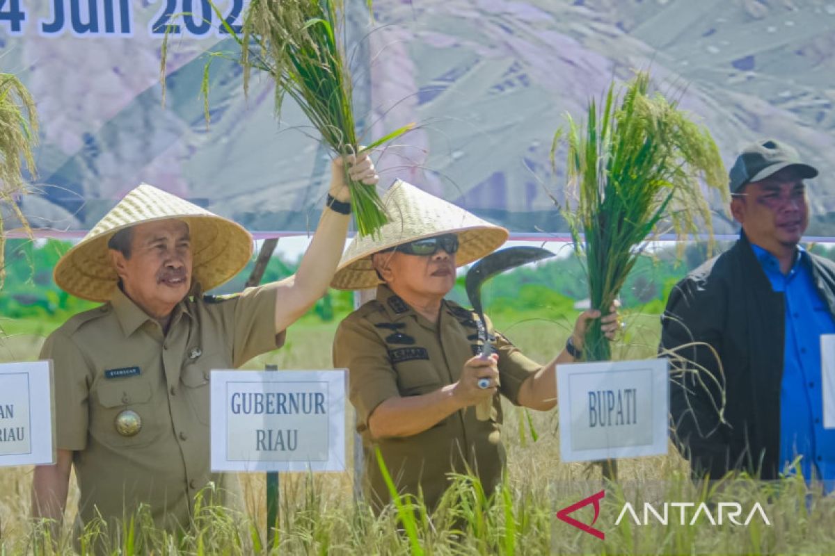 Panen raya bersama Gubri, Plt Bupati Meranti ungkap kendala yang dihadapi petani