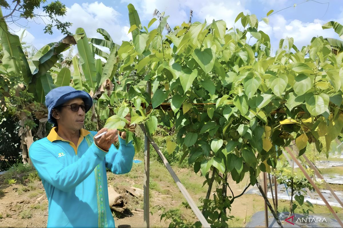 Tabalong fasilitasi petani budi daya kacang Sacha Inchi