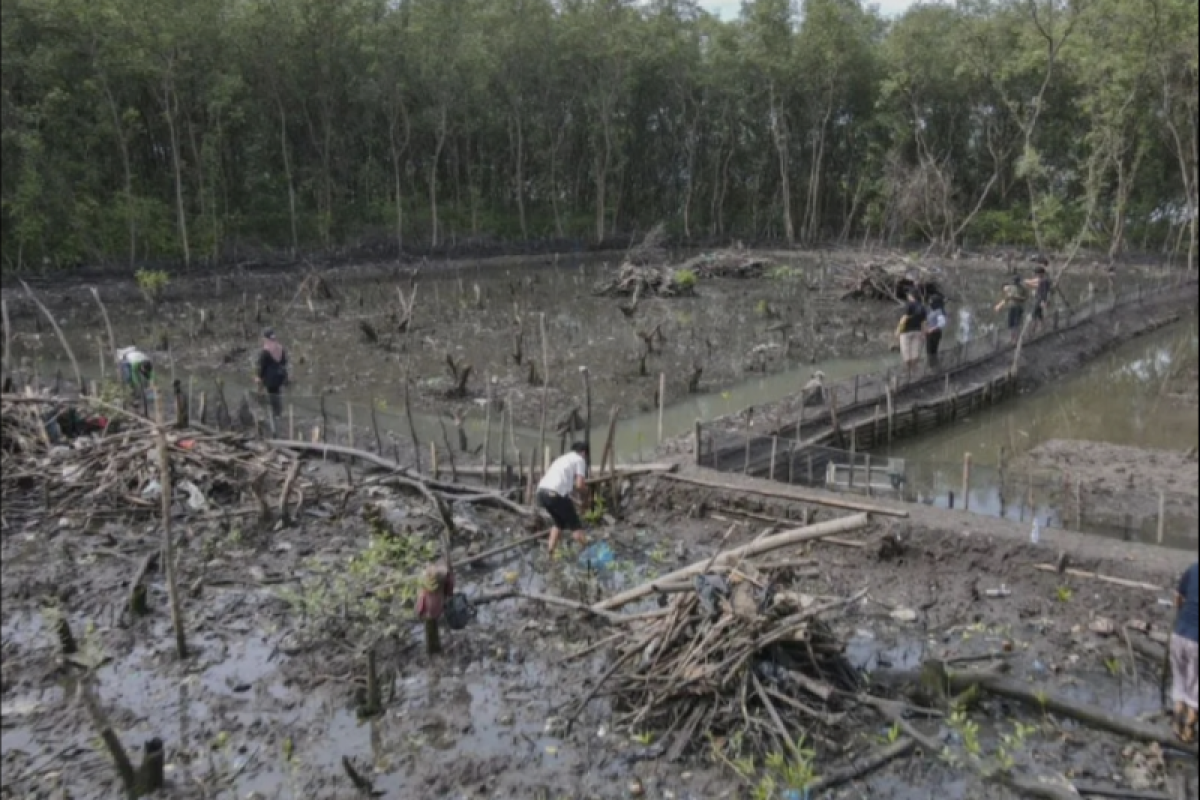 Polda Lampung tangkap perusak hutan mangrove di Bandarlampung