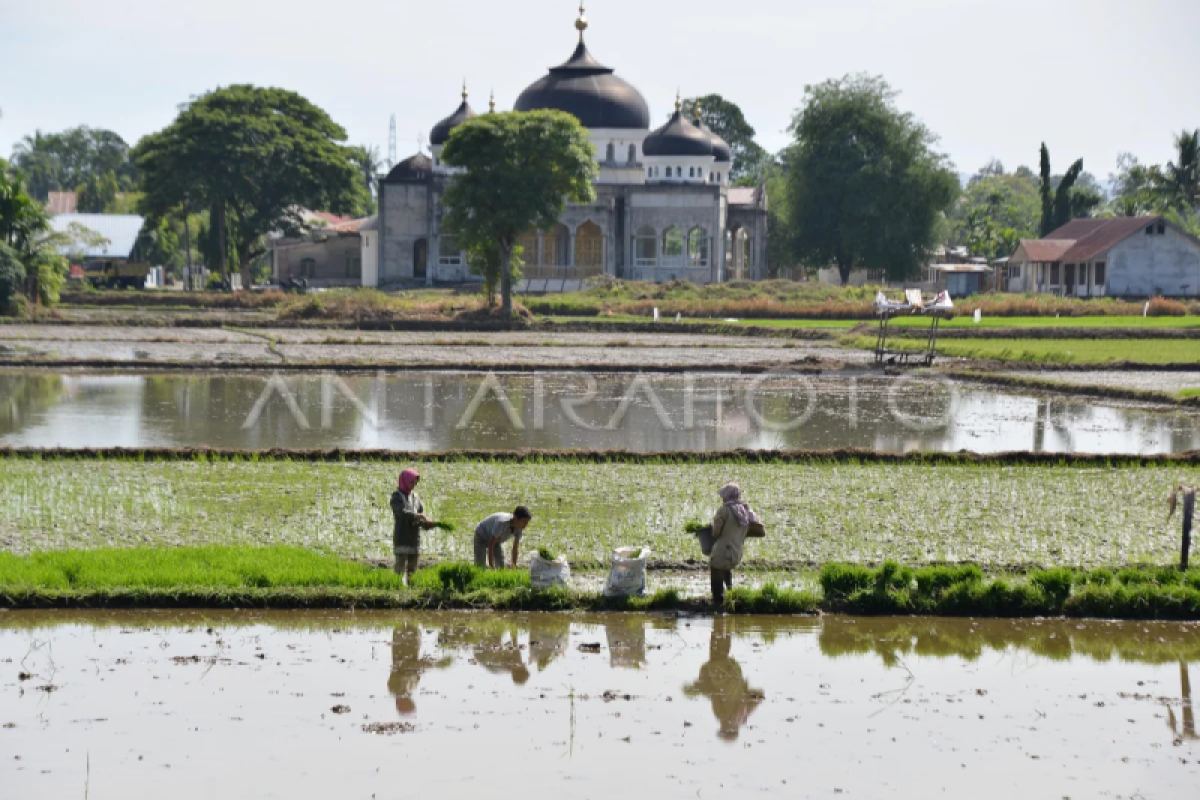 BSIP Aceh menargetkan produksi 7 ton benih padi terstandar