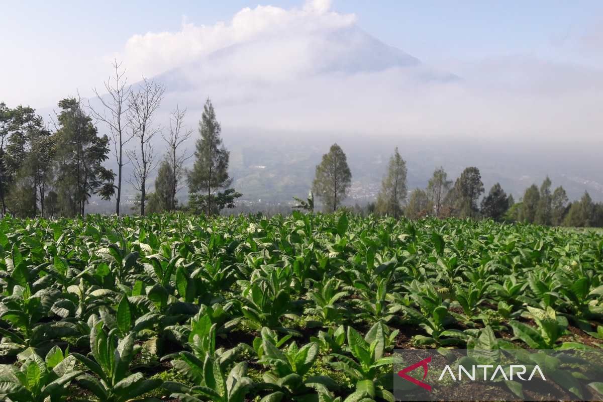 Pemkab Temanggung menjamin pabrik rokok beli tembakau petani