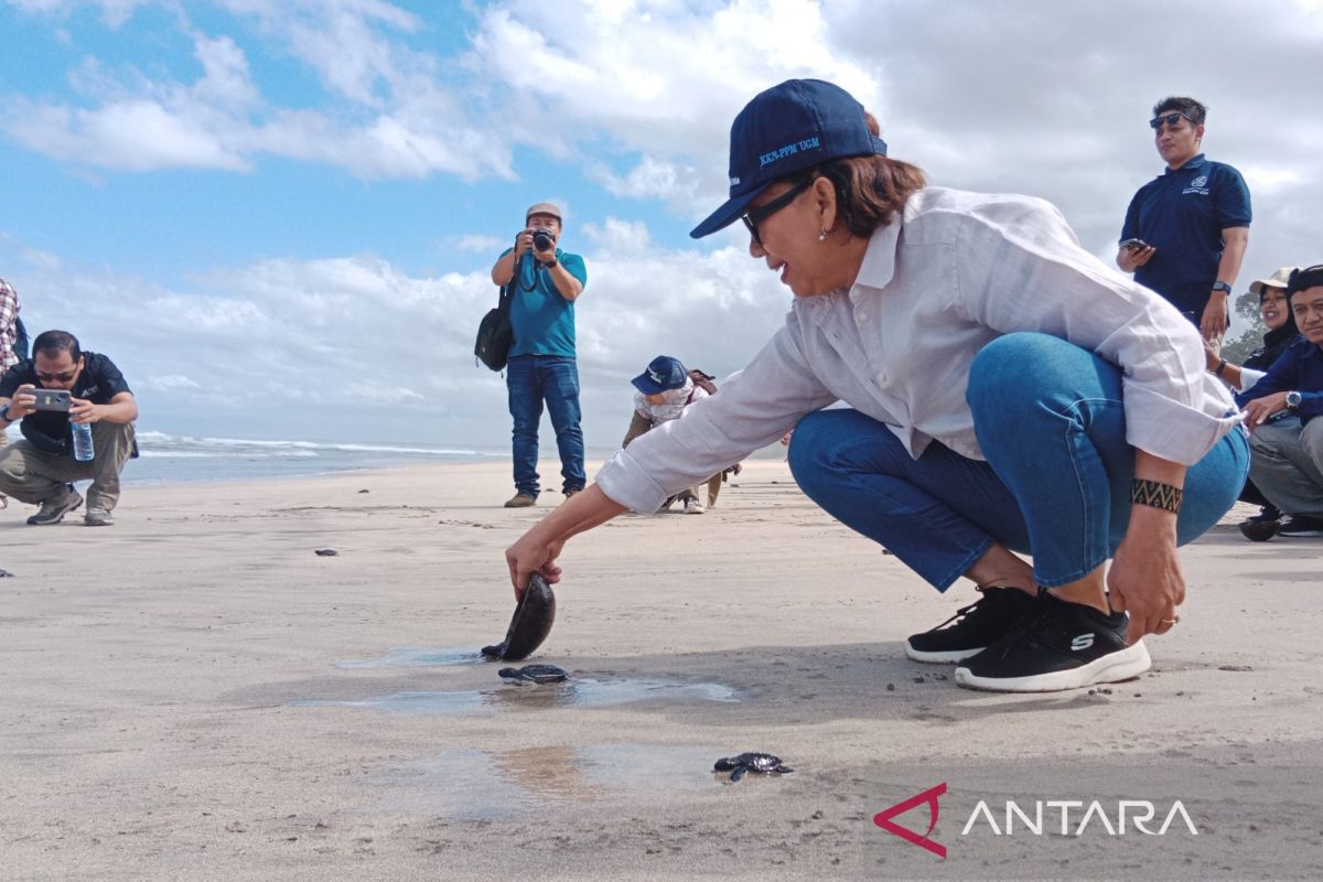 Rektor UGM melepas tukik di Pantai Trianggulasi dukung pelestarian penyu