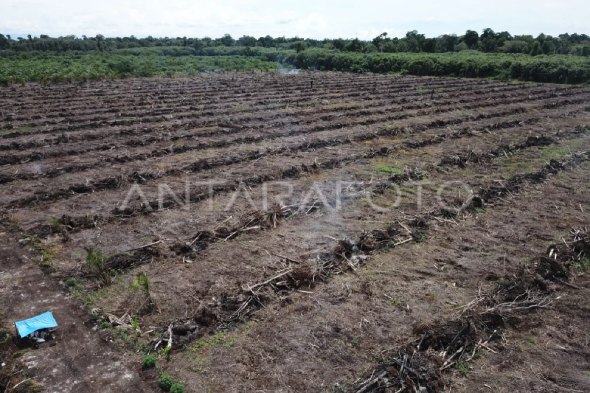 Suaka Margasatwa Rawa Singkil Aceh alami deforestasi 1.324 hektare