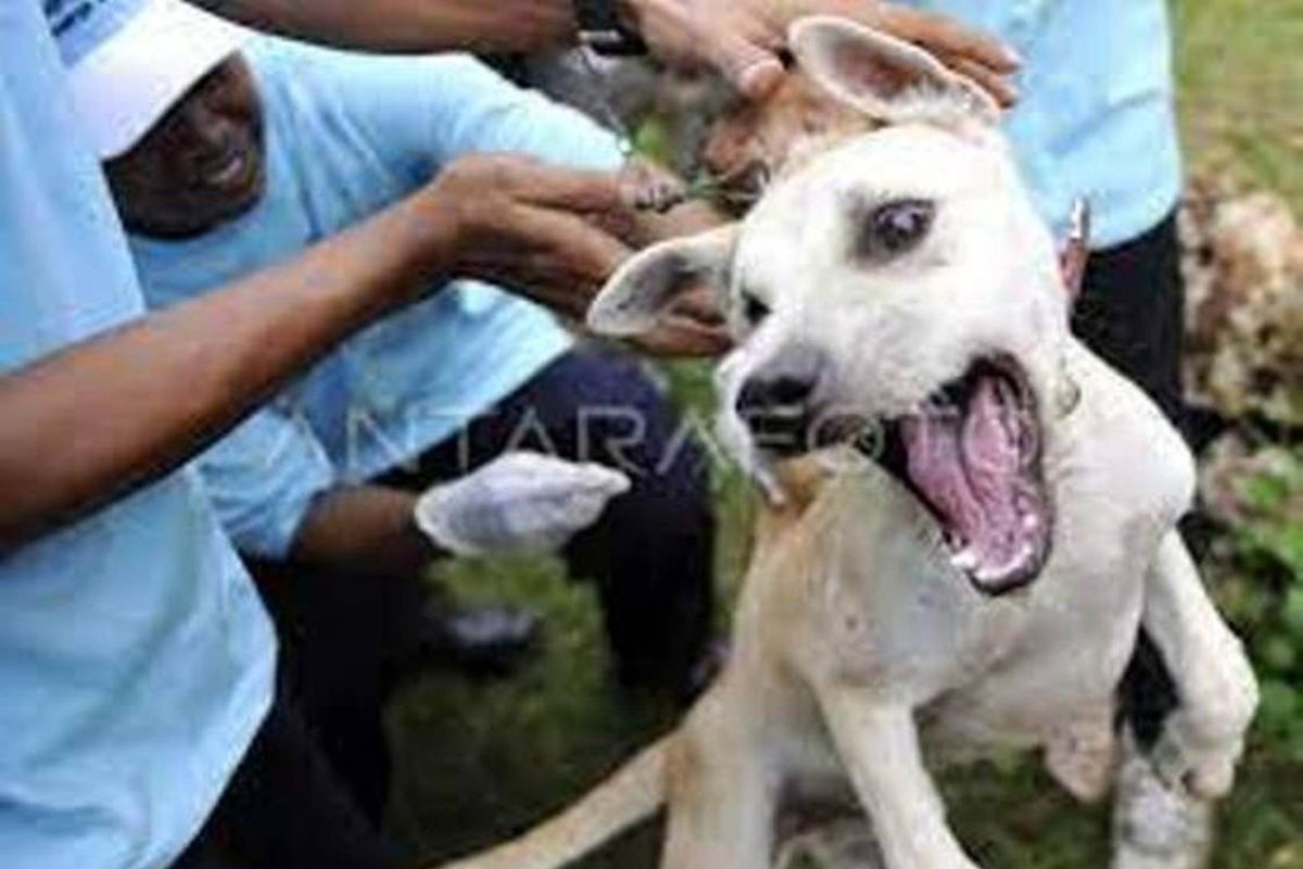 Riau buka vaksin rabies gratis, catat tanggalnya