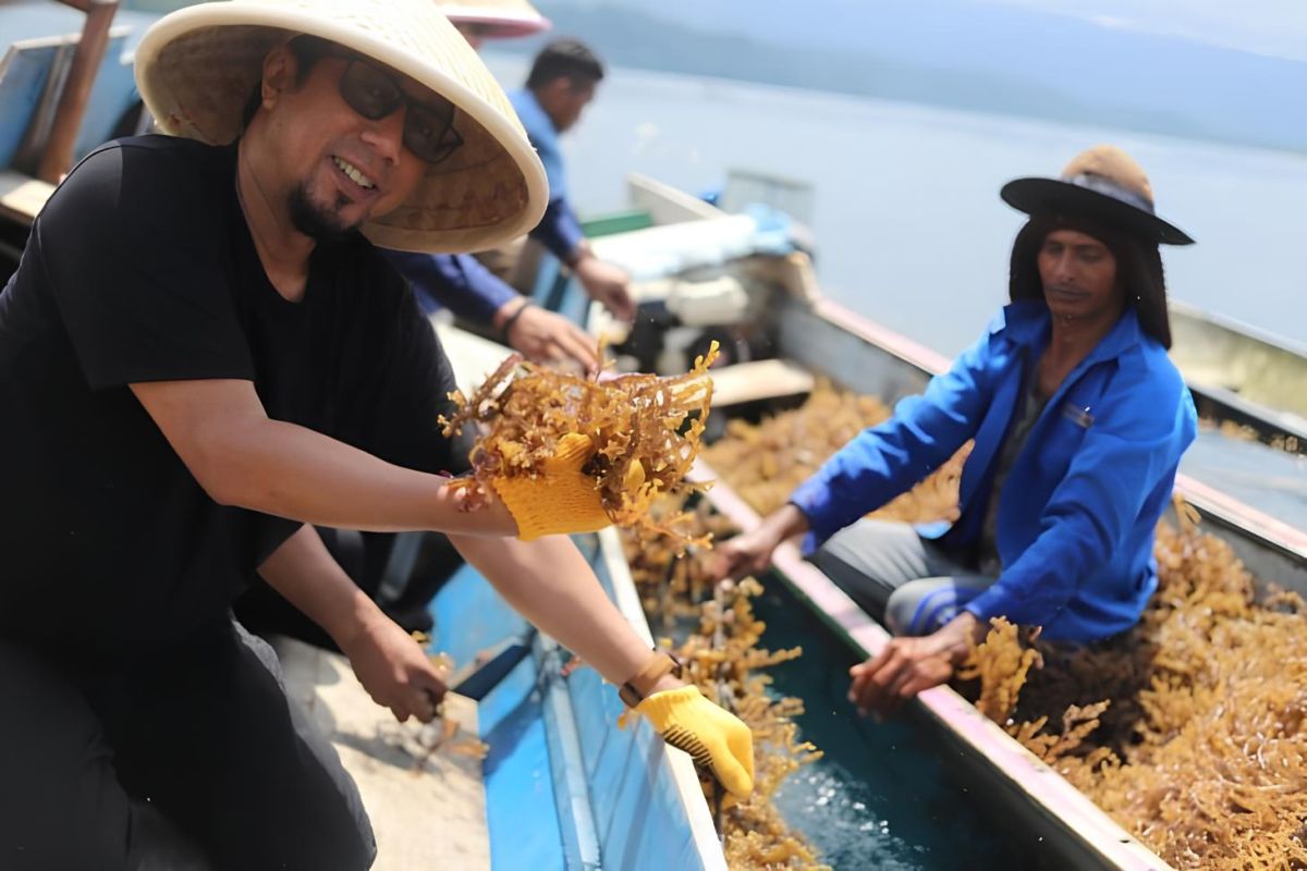 Bangkep mulai lakukan kajian pengembangan rumput laut