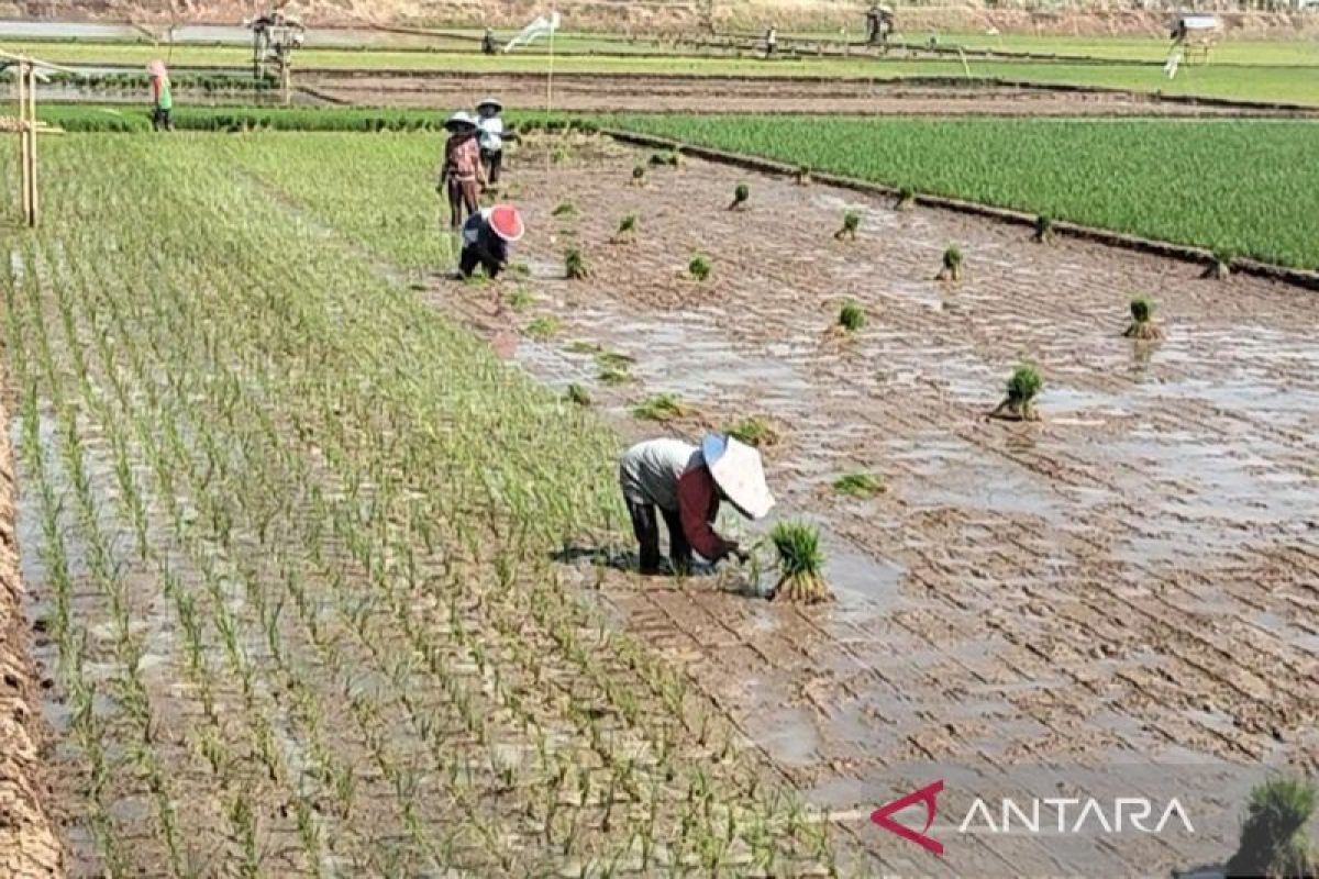 Pemkab Batang uji coba sistem irigasi bergilir cegah tanaman  puso