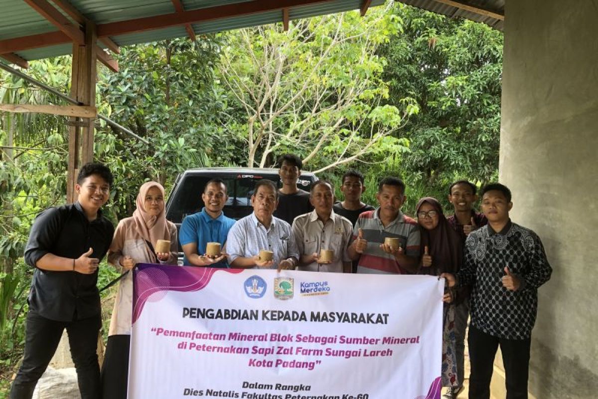 PkM Fakultas Peternakan Unand, Pemanfaatan Mineral Blok sebagai Sumber Mineral di Peternakan Sapi Zal Farm Sungai Lareh Kota Padang