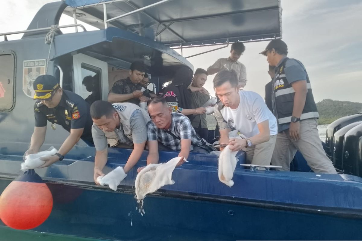 Bea Cukai Batam lepasliarkan 49.463 benur lobster