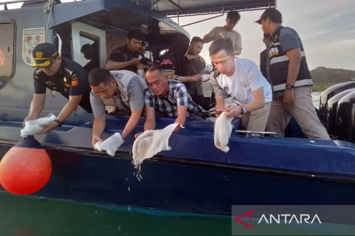 Bea Cukai Batam lepasliarkan 49.463 benur lobster hasil tangkapan