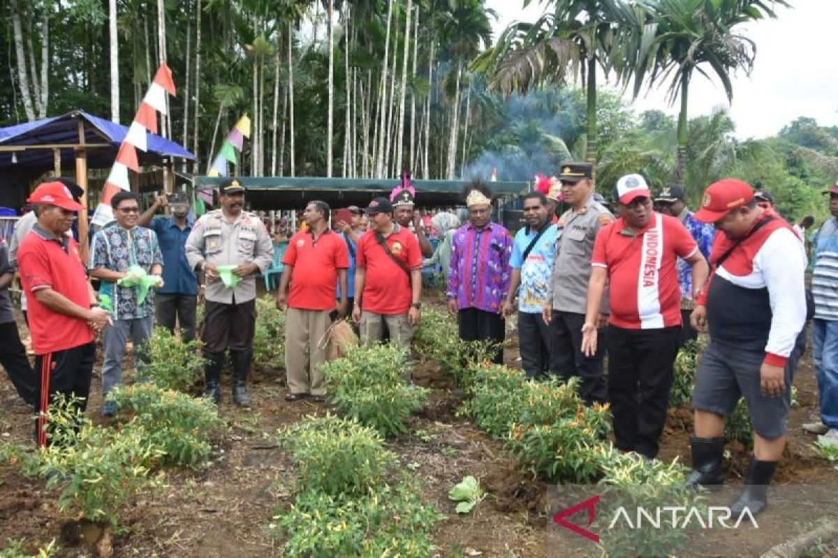 Wabup Biak bersama Plt Sekda panen cabai di Kampung Ramdori