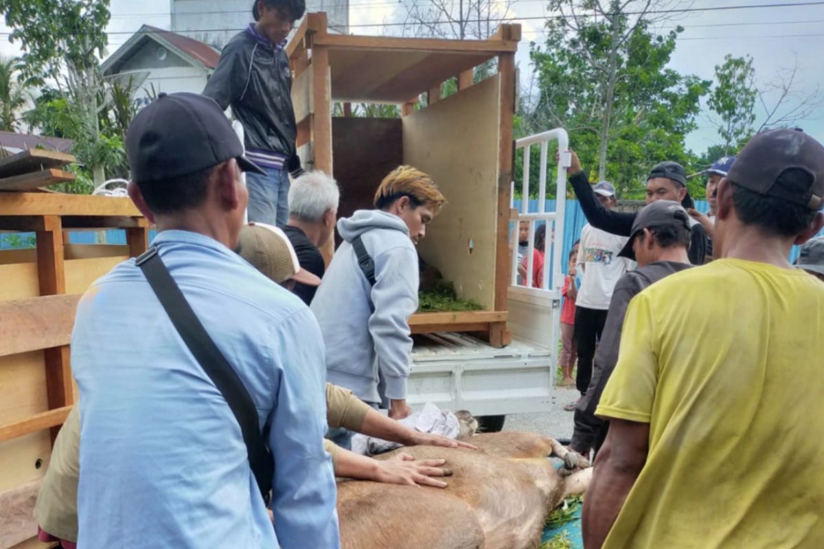 BBKSDA Riau lepasliarkan empat Rusa Sambar untuk keseimbangan rantai makanan