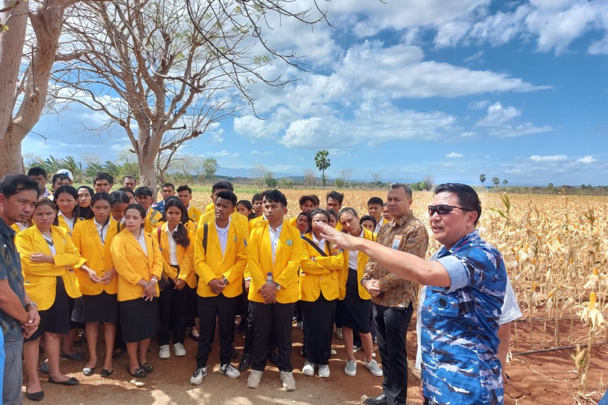 Mahasiswa Undana magang di lahan  smart farming TNI AU