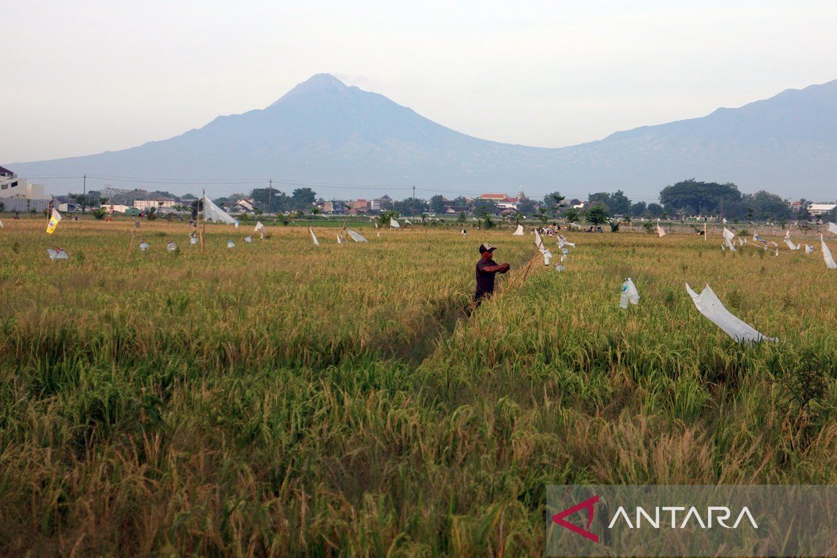 Dispertan Boyolali imbau petani jaga pola tanam antisipasi kemarau