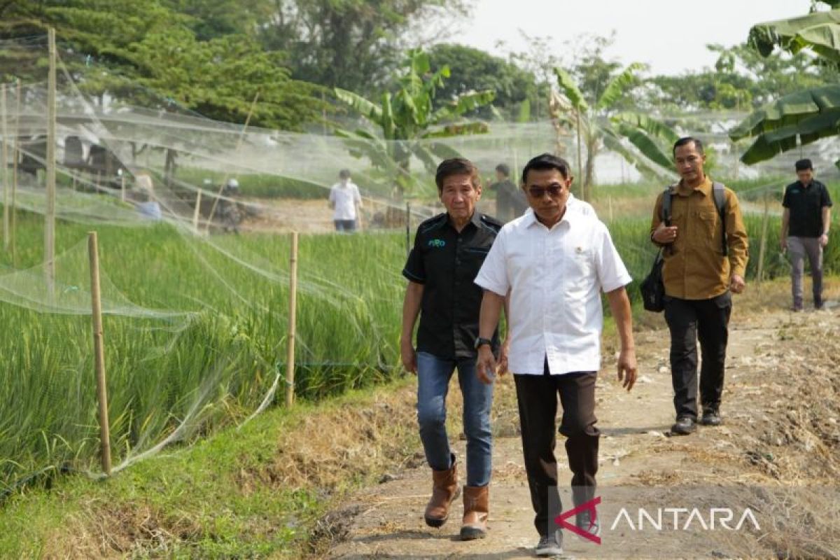 Moeldoko tinjau lahan petani muda di Pasuruan Jawa Timur