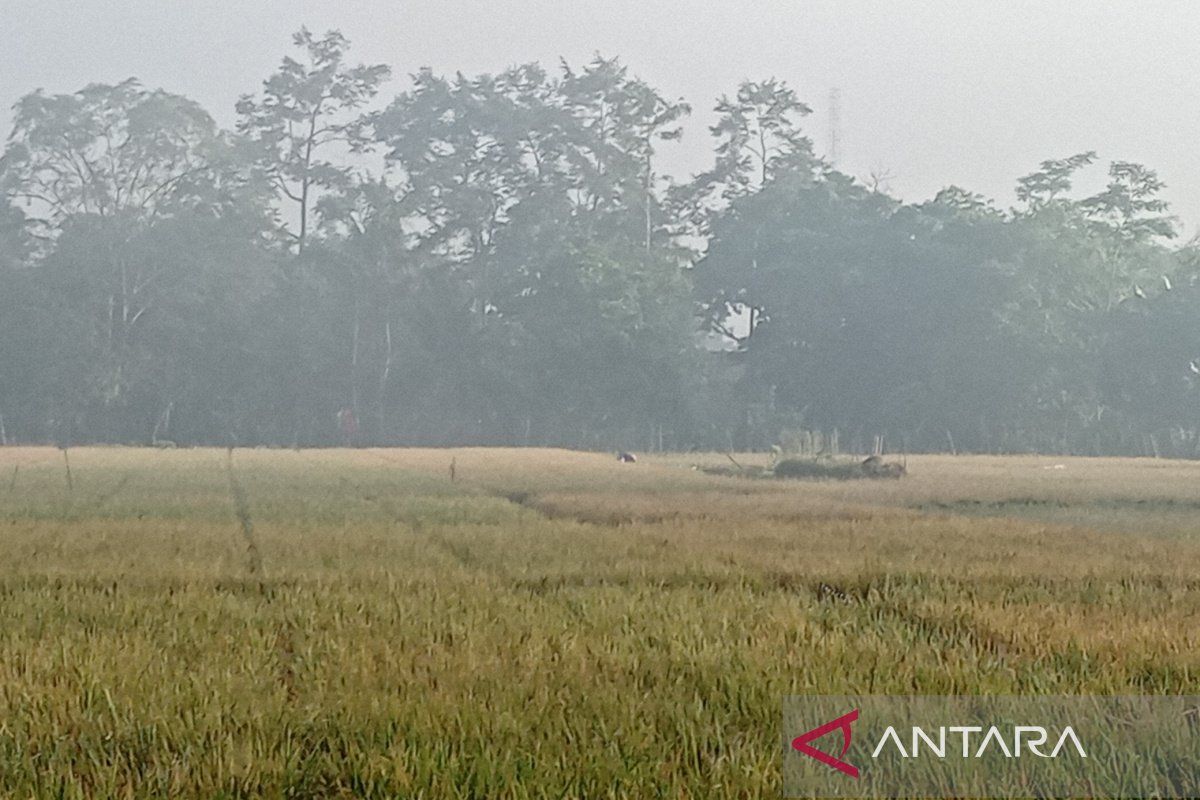 Dinpertan  Banyumas optimistis tanaman padi selamat dari kekeringan