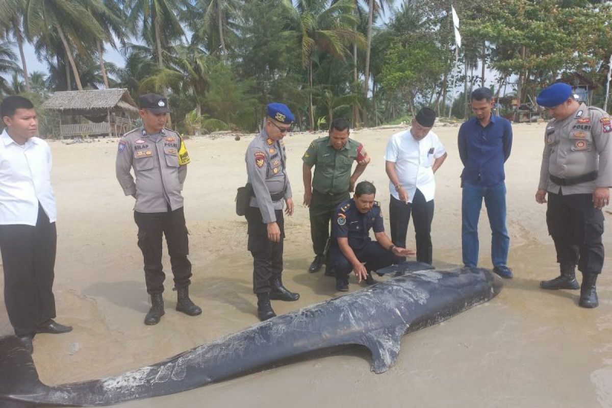 Paus yang terdampar di Pantai Lingga dikubur