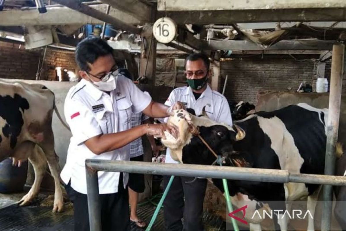 Cegah antraks, Pemkab Kudus bagikan cairan disinfektan