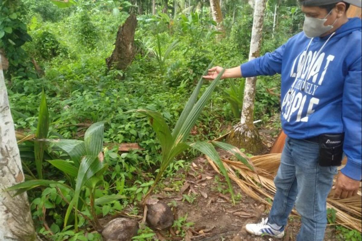 Pengadaan kelapa DKPP Meranti diduga tak sesuai spesifikasi, benih bersertifikat dibeli murah