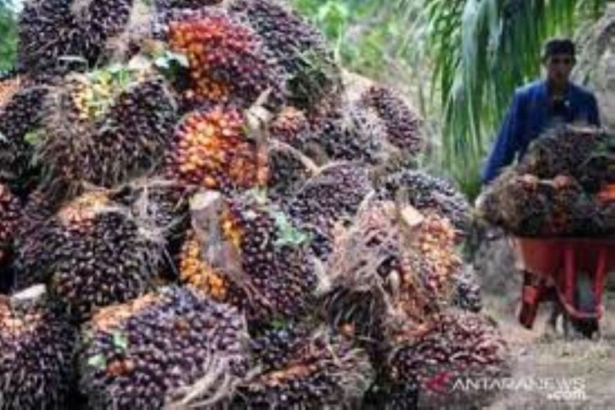 Harga sawit di Riau naik!