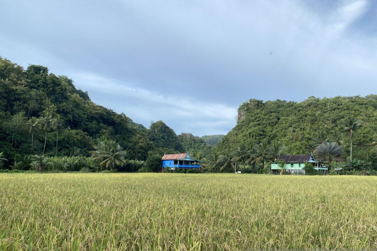 Sulsel tambah tanam padi 80.619 ha hadapi dampak el nino