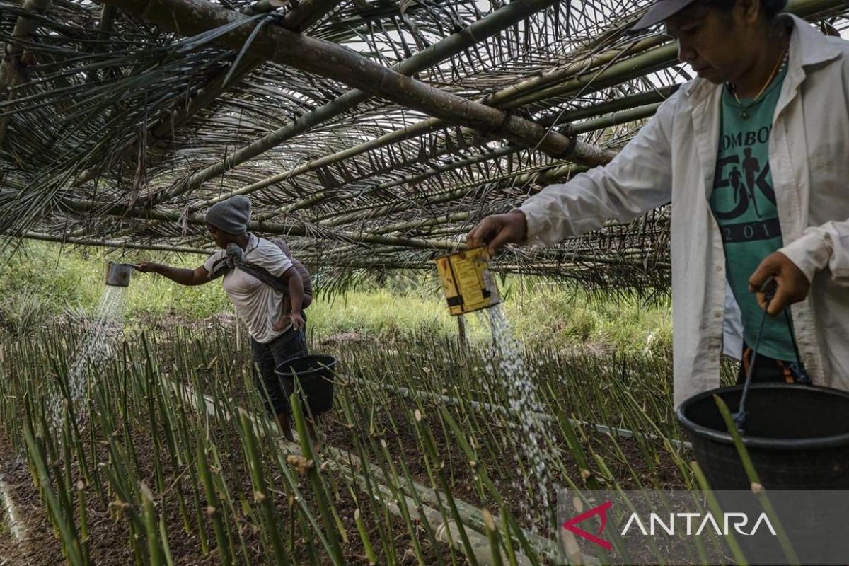 YBLL sebut 10 kabupaten di NTT berpotensi  pengembangan Agroekologi