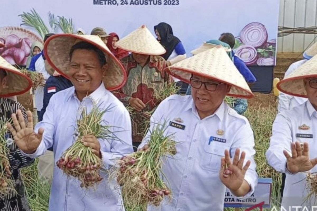 Metro jalin kerja sama dengan Brebes kembangkan bawang merah