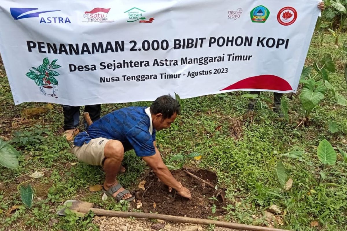 Astra Indonesia dan petani tanam 2.000 pohon kopi di Colol