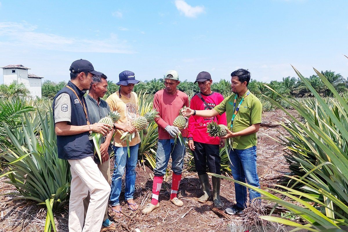 Petani binaan RAPP raup untung dari nanas madu