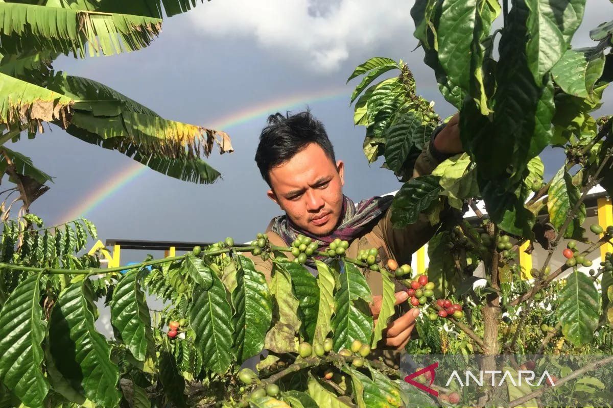 700 hektare lahan "Lembah Napu" di Poso jadi pengembangan kopi Arabika