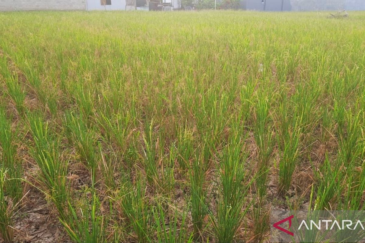 Kekurangan pasokan air, petani di Hadimulyo Timur gagal panen