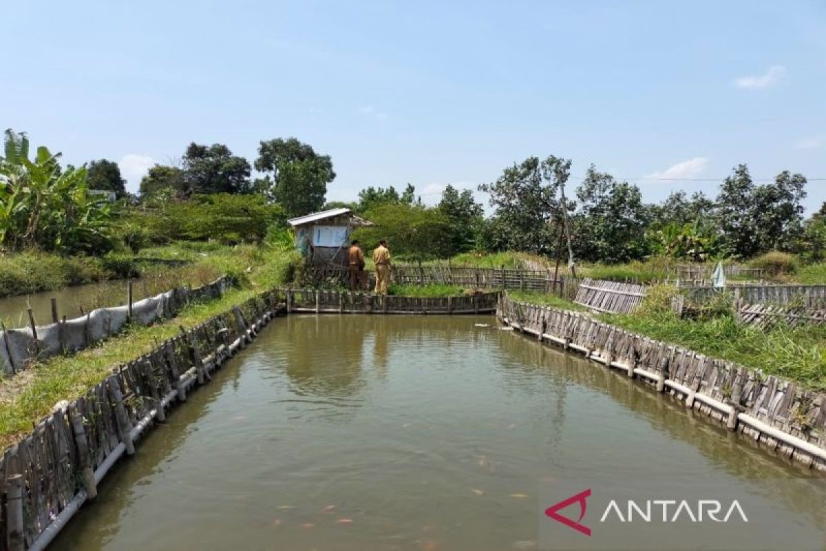 Disnakkan Boyolali sebut El Nino belum berdampak ke budidaya ikan