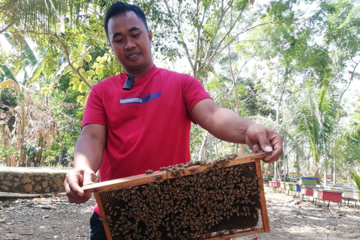 Peternak lebah madu di Tuntang panen di musim kemarau