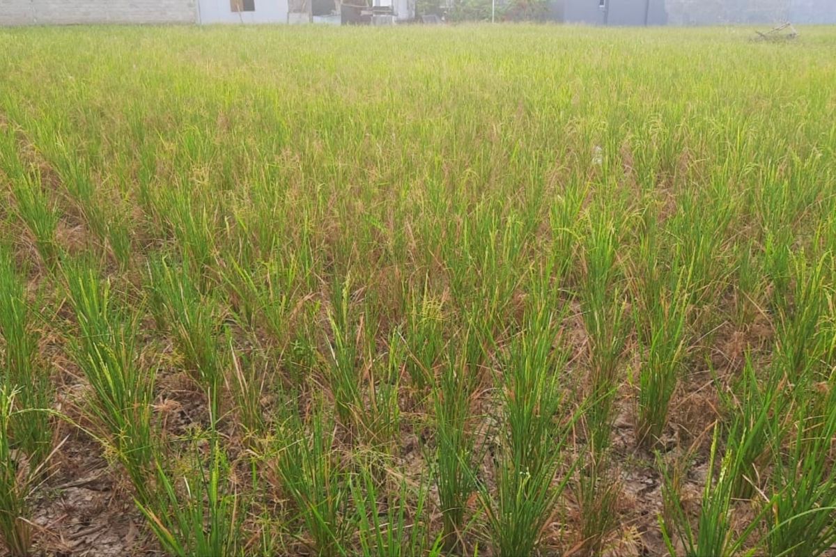 200 hektare sawah di Metro terancam gagal panen