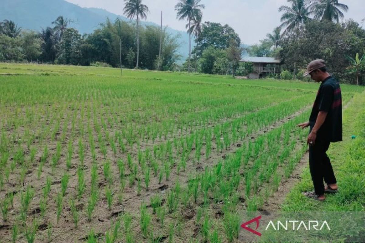 Fenomena El Nino bertahan hingga pertengahan 2024