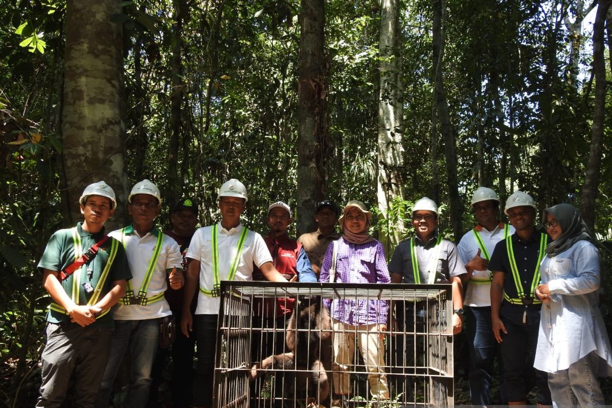 Satu ekor Owa di lepasliarkan di Kalimantan