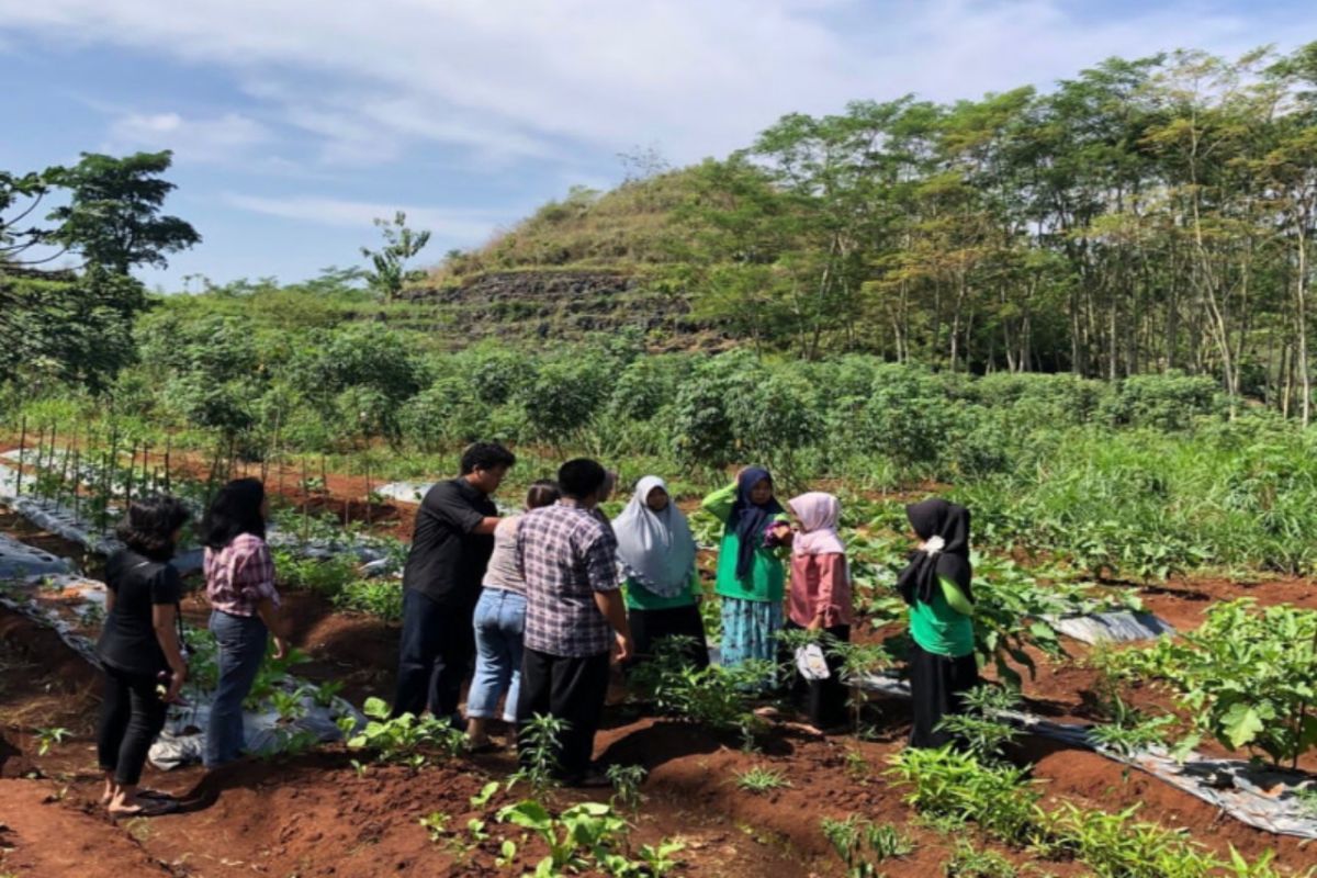 Petani Gunungkidul diimbau tanam tembakau antisipasi serangan monyet