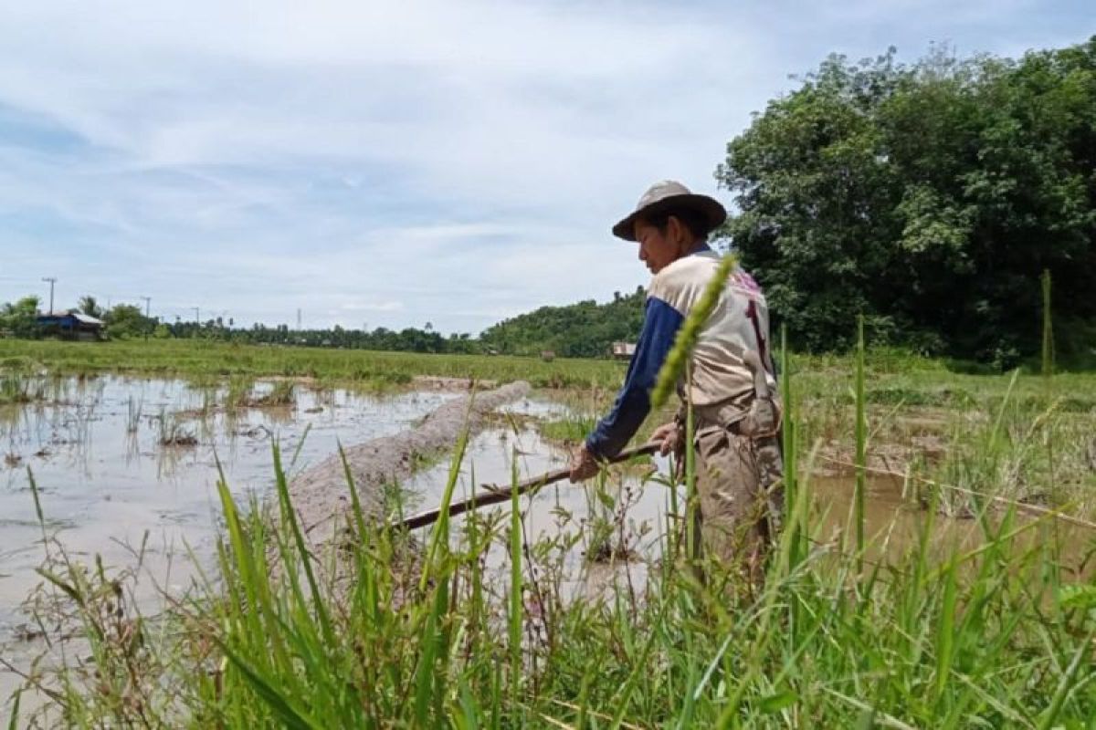 Petani Pesisir Selatan lebih sejahtera seiring tingginya harga gabah