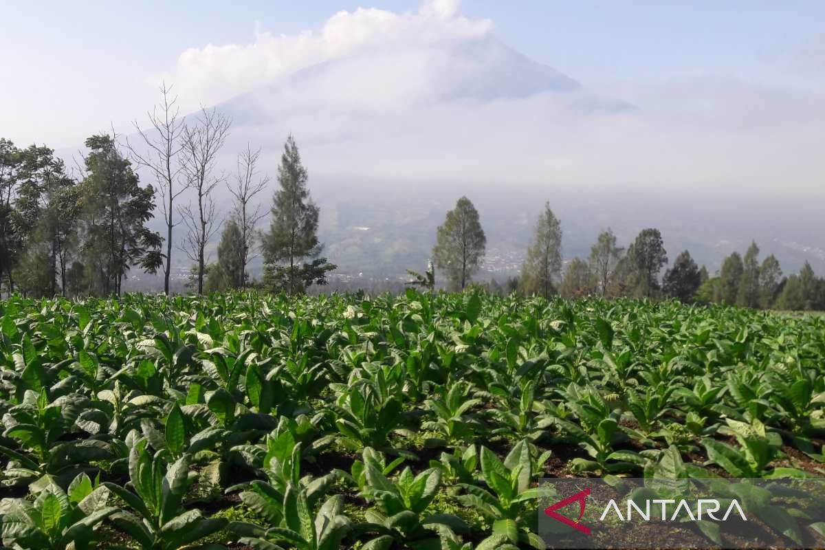 Pemkab  Temanggung bagikan BLT DBHCHT bagi 23.600 penerima manfaat