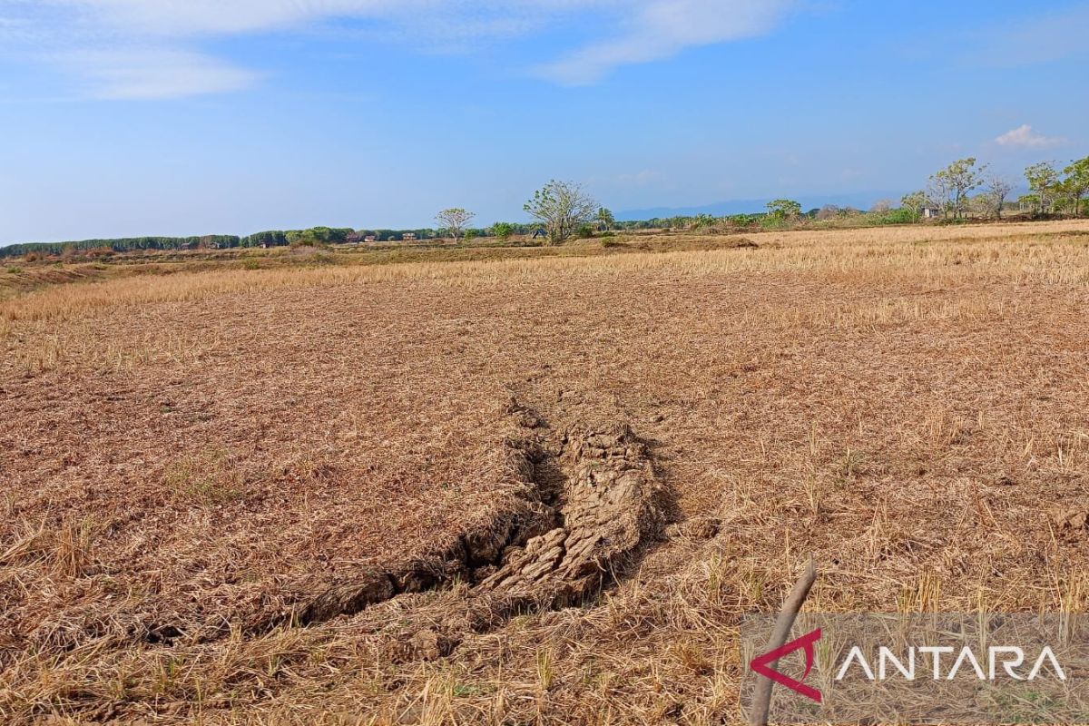 Sawah-sawah di Makassar menjadi lahan tidur akibat kekeringan