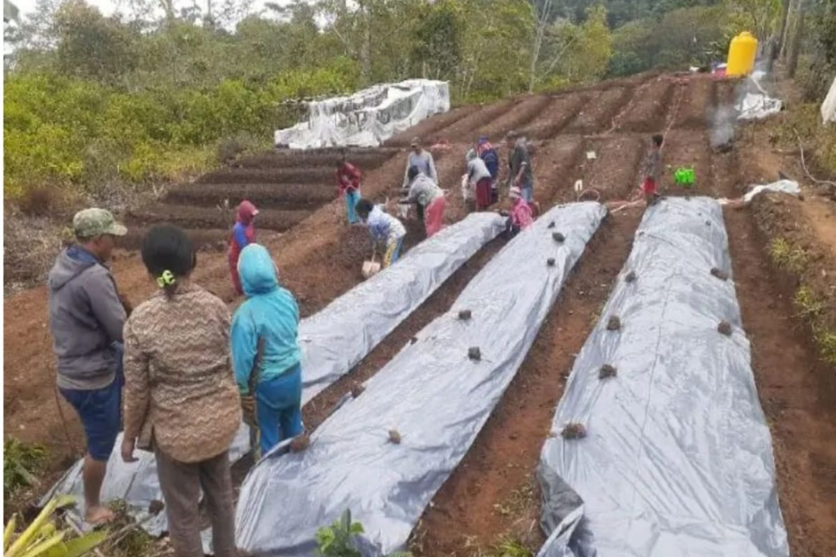 Pogram 'Desa Berdaya' PLN sulap lahan tidur jadi kebun holtikultura di Manggarai