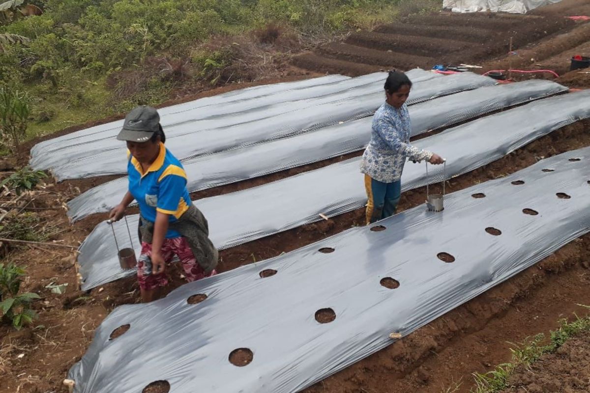 PLN buka 14 lahan kosong warga Poco Leok jadi lahan pertanian hortikultura