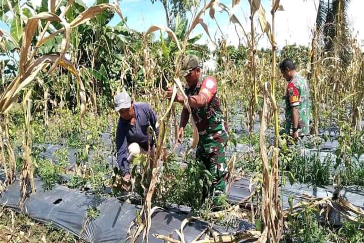 Babinsa Koramil Mapurujaya jalin keakraban dengan petani di Mimika