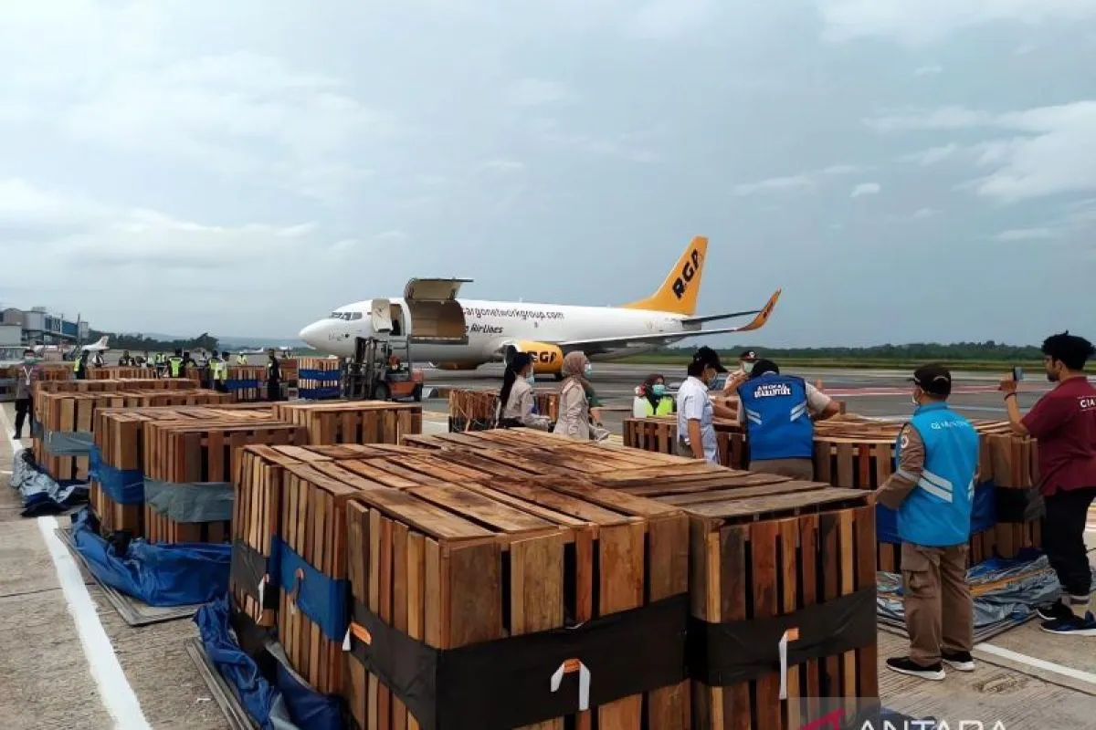 the-ministry-of-social-affairs-sends-1000-piglets-to-maybrat