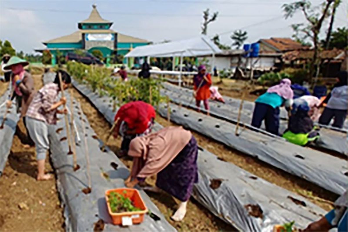 PPK Ormawa Unsoed dampingi KWT Desa Papringan terapkan pertanian terintegrasi