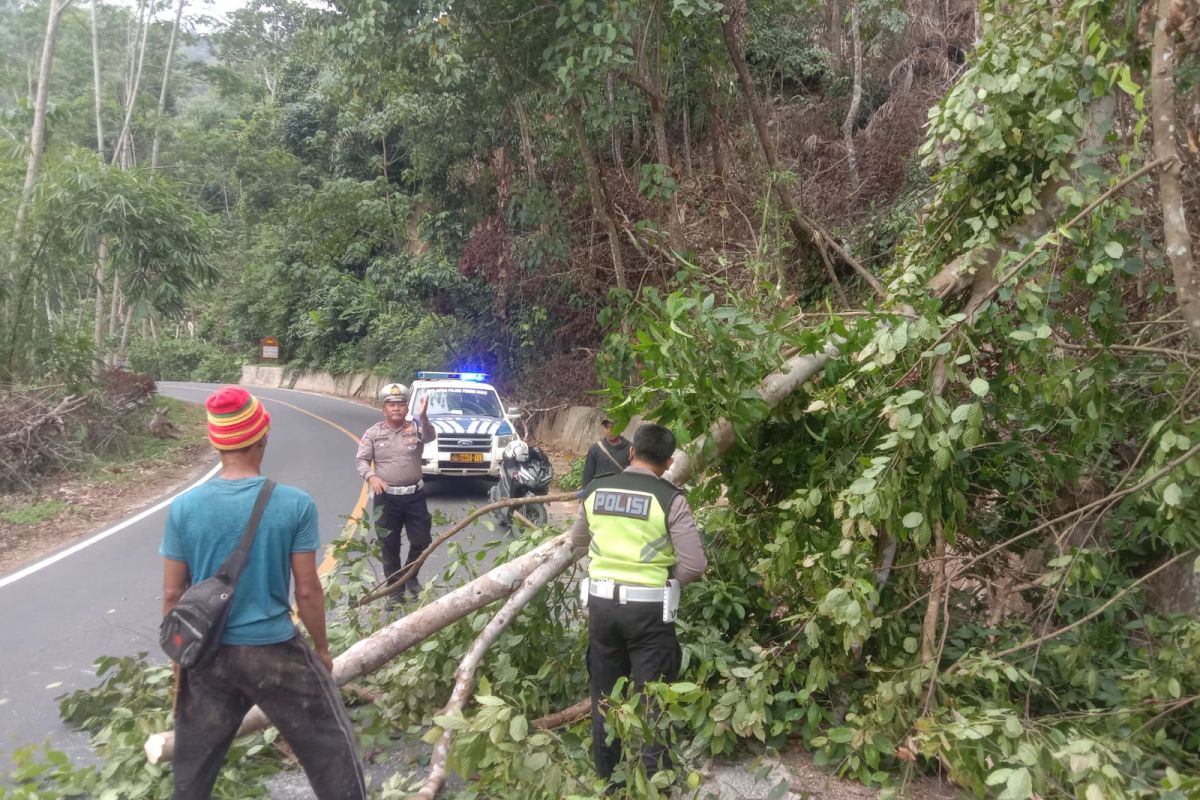 Sat Lantas Polres Pesisir Barat bersihkan pohon tumbang di jalan lintas barat