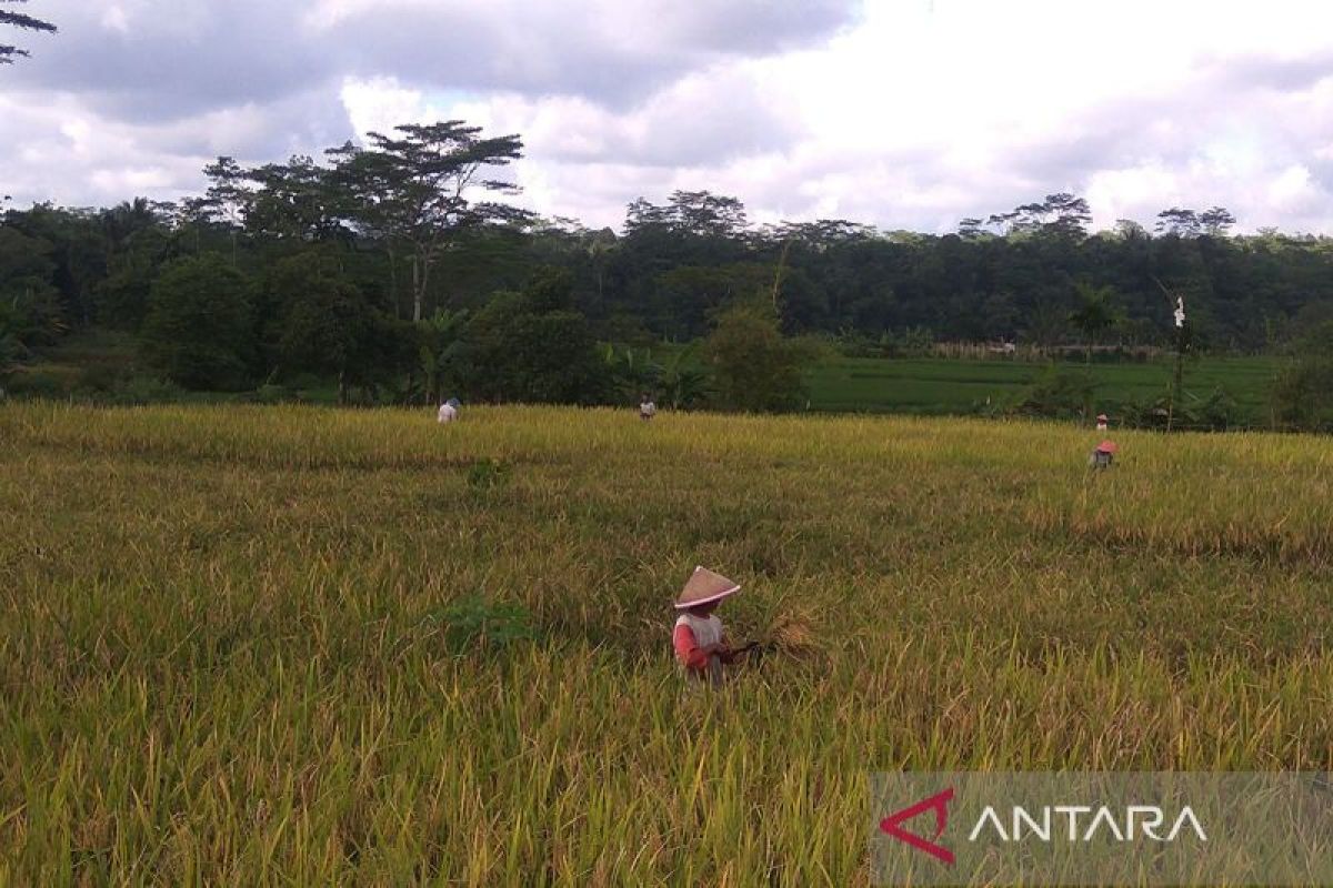 Stok beras di  Banyumas cukupi kebutuhan hingga lima bulan