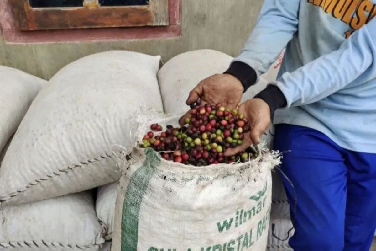 Disbun Sumsel: Program sambung  pucuk tingkatkan produksi kopi