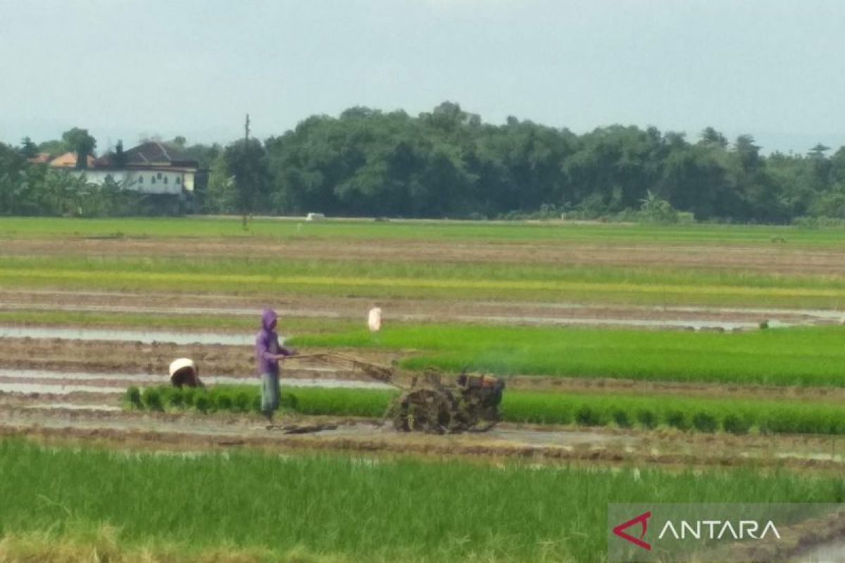 Petani  di Kudus mulai tanam padi menyusul adanya suplai air dari waduk