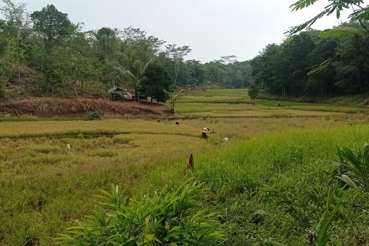 Sejumlah petani panen lebih awal akibat serangan monyet